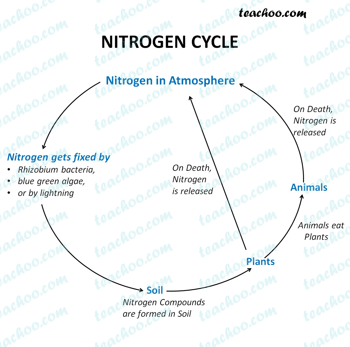 Nitrogen Cycle - Diagram with Steps Explained - Teachoo - Concepts