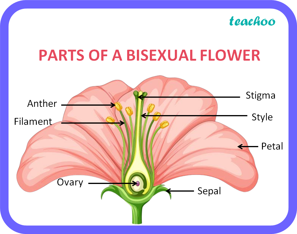 Name parts of a bisexual flower are not involved in reproduction