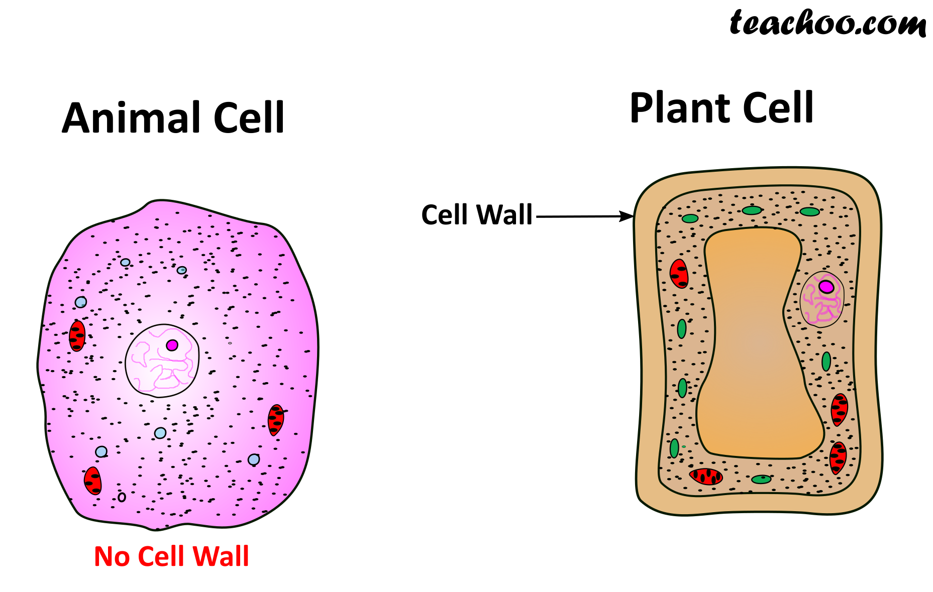 Important Points of Cell Wall - Chapter 8 Class 8 Cells ...