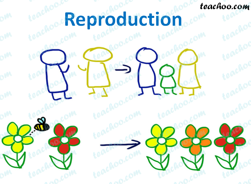 What is Reproduction? - Importance of Reproduction - Teachoo
