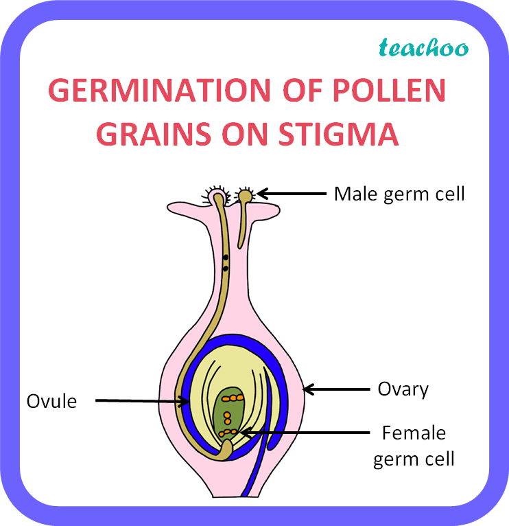 Function Of Germination Of Pollen On Stigma