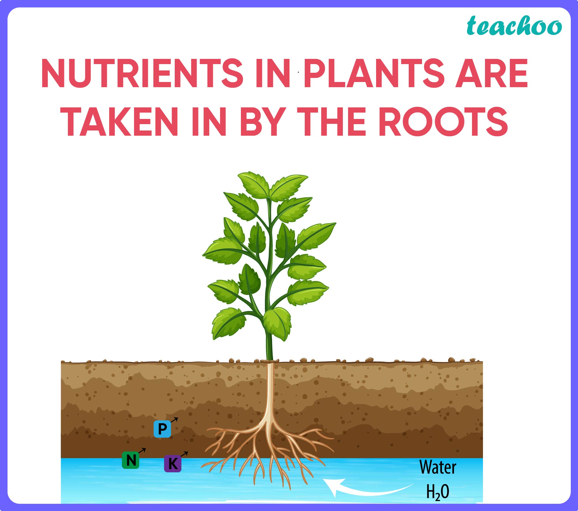 [biology Mcq] Choose The Forms In Which Most Plants Absorb Nitrogen