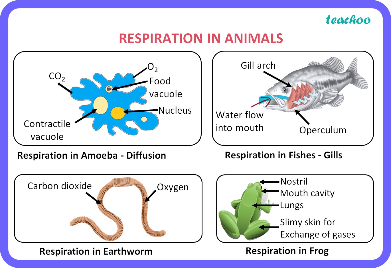 Respiration in Animals Biology Class 10 Life Processes