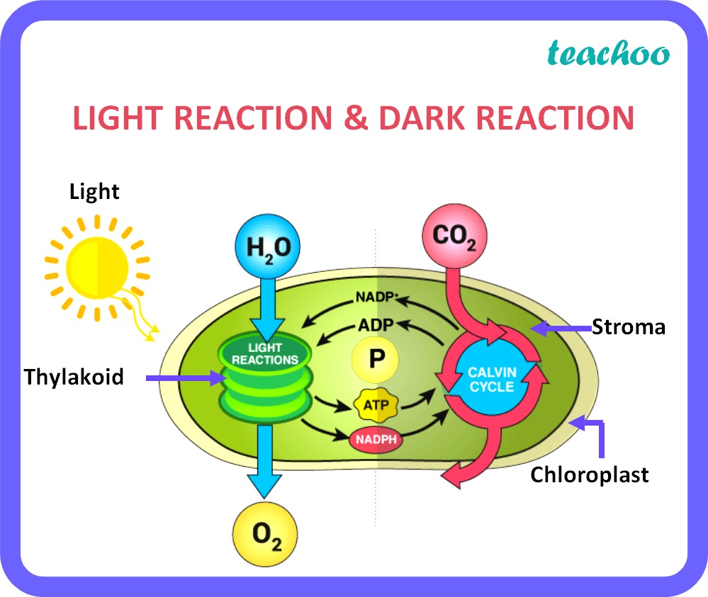 [Class 10 Biology] Difference between Light reaction and Dark reaction