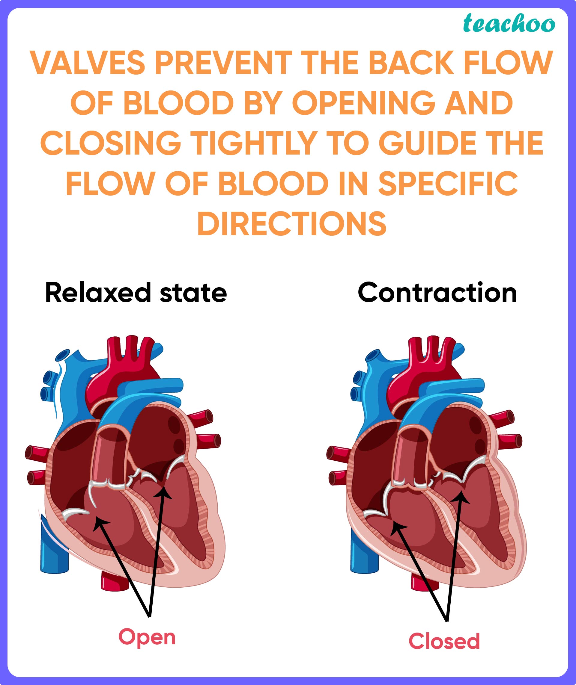 assertion-a-the-muscular-walls-of-ventricles-are-thicker-than-mcq