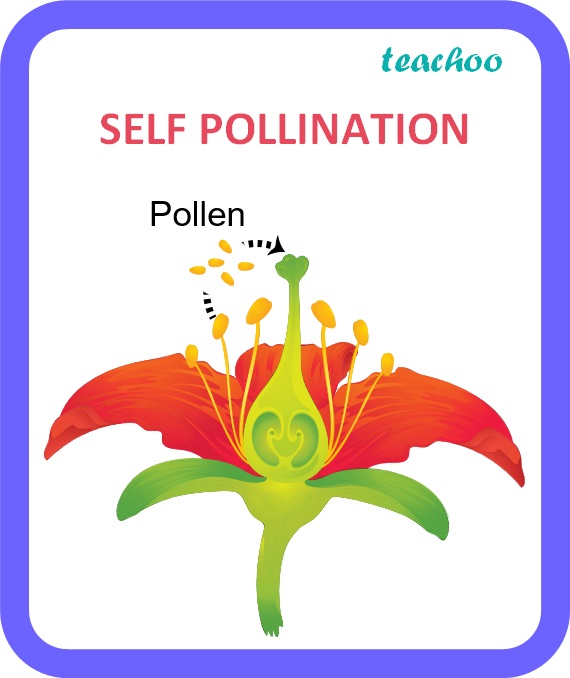 class-10-pollination-definition-types-with-diagrams-teachoo