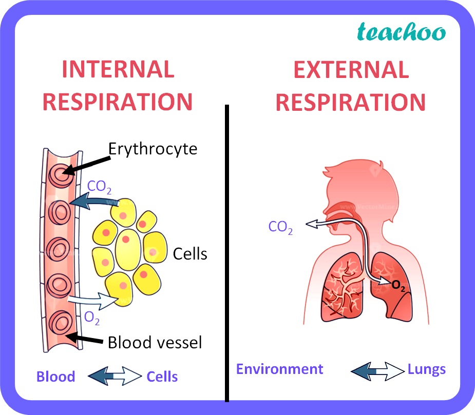 [Class 10] Difference between Internal & External Respiration? - Table