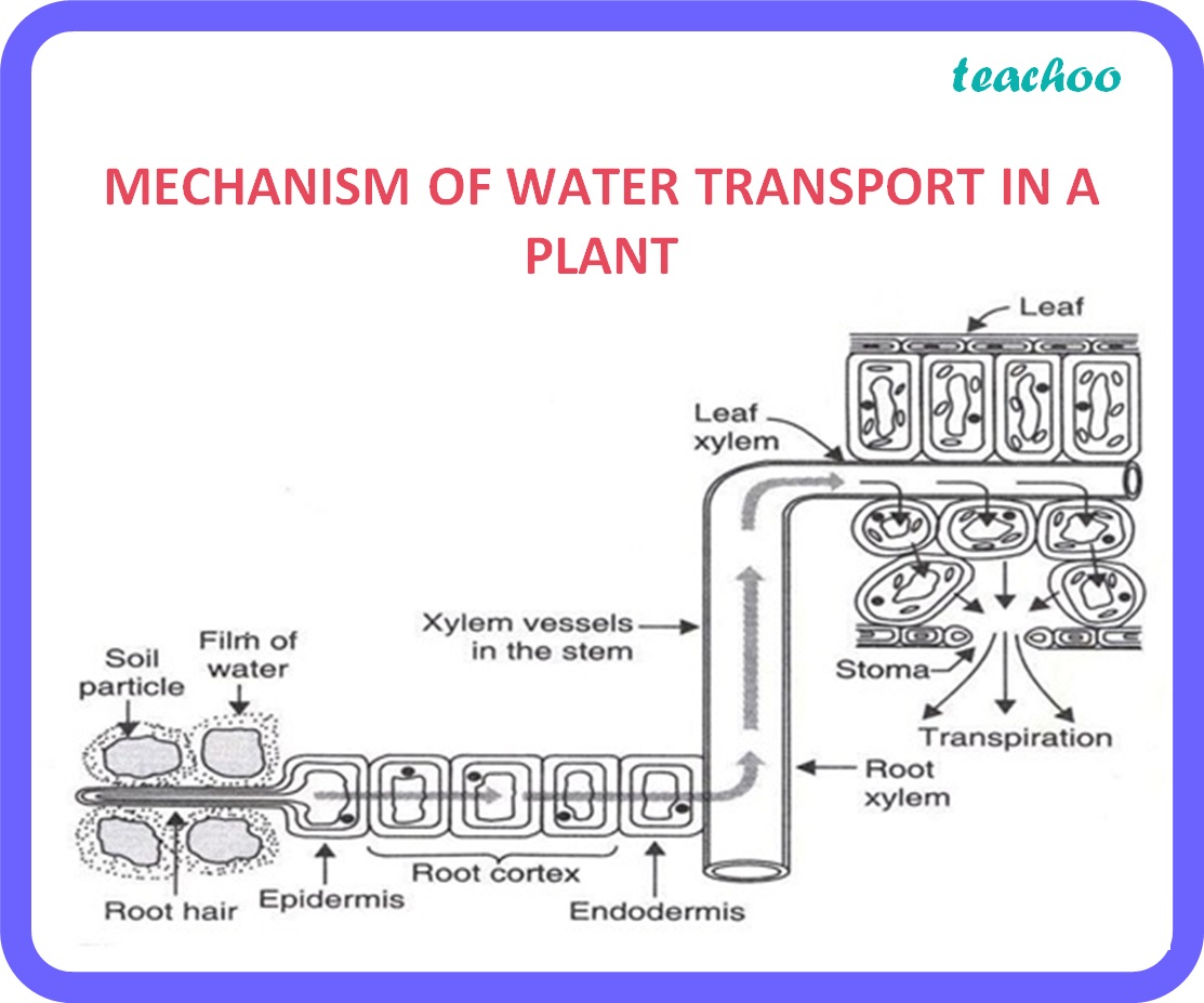 Transportation In Plants Class 10 Full Explanation - Printable ...