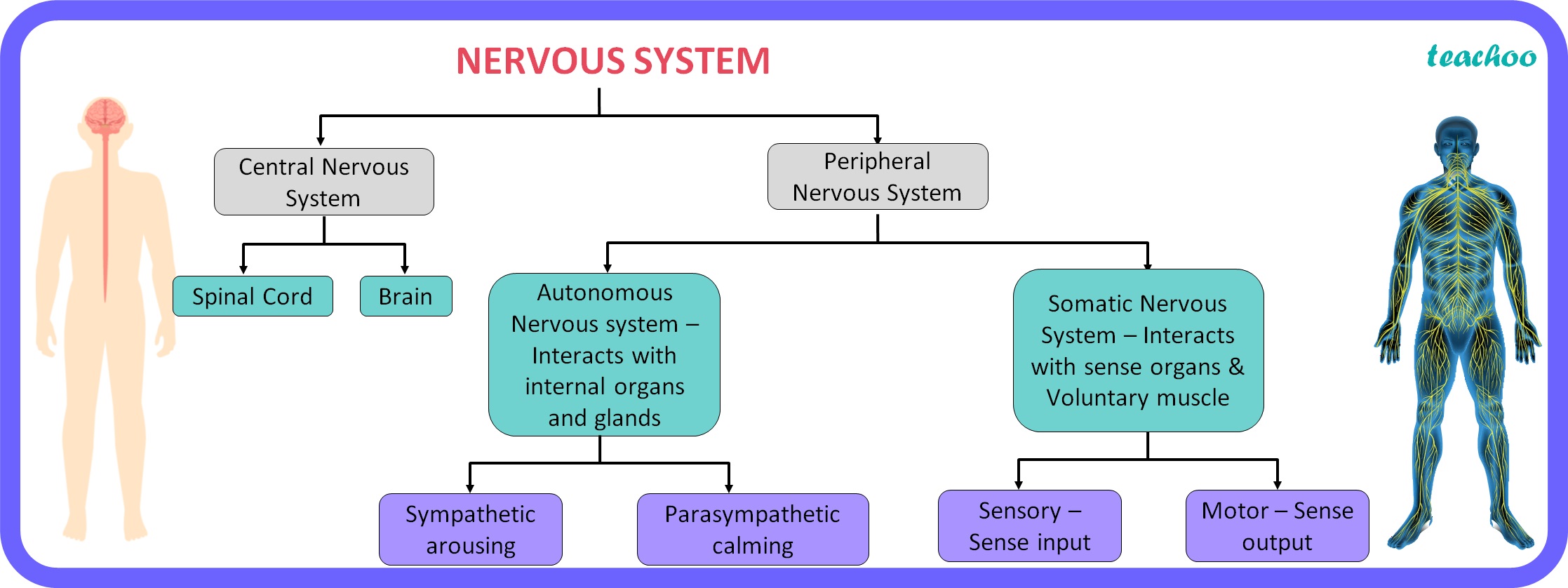 what-is-human-nervous-system-how-does-it-work-class-10-teachoo