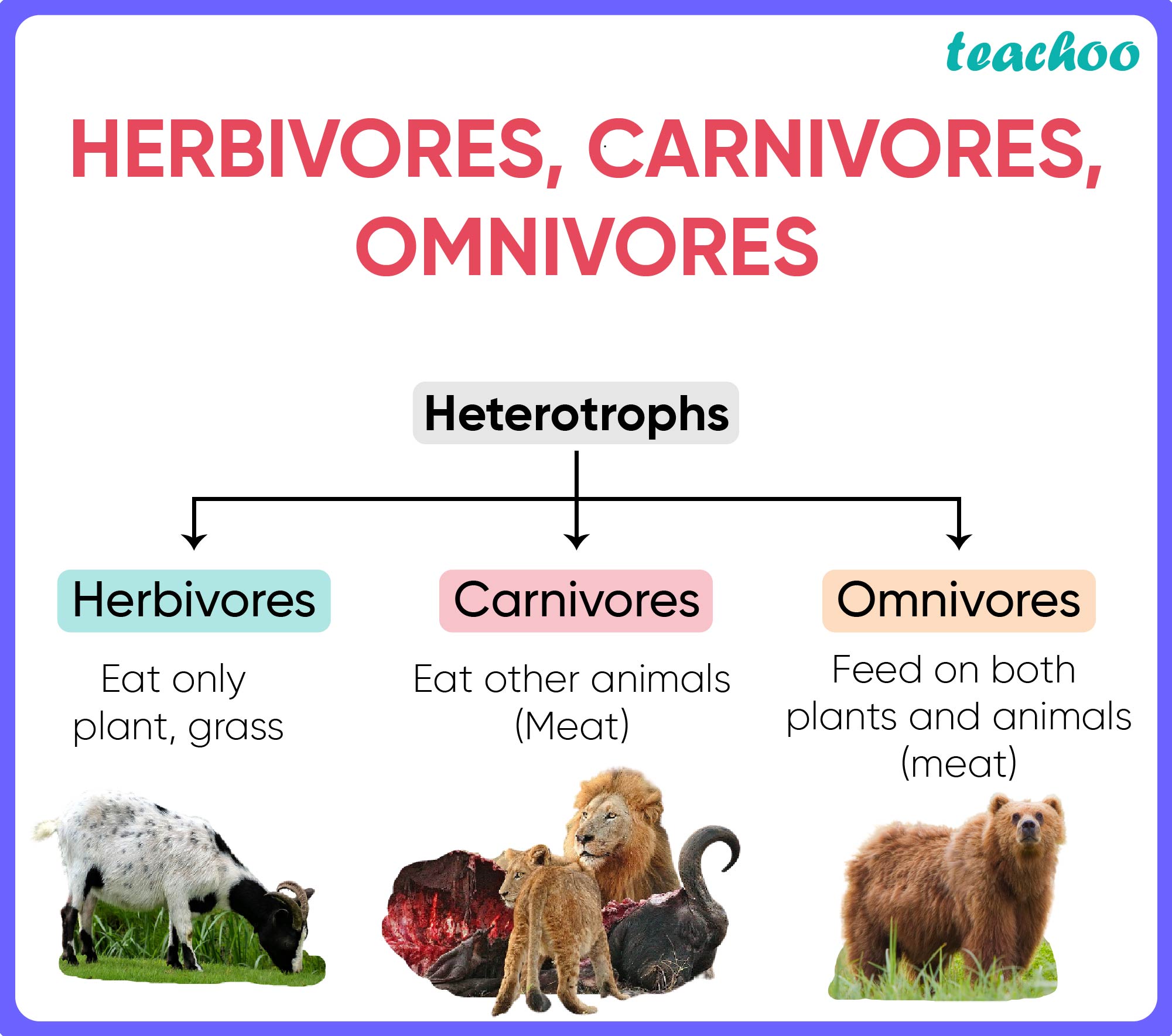 Types Of Animals Herbivores Carnivores Omnivores Types Of Animals ...