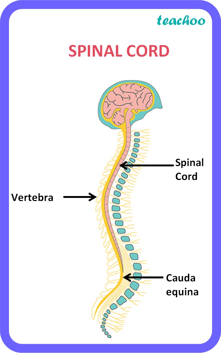 [Biology Class 10] Spinal Cord Structure, Function, Diagram