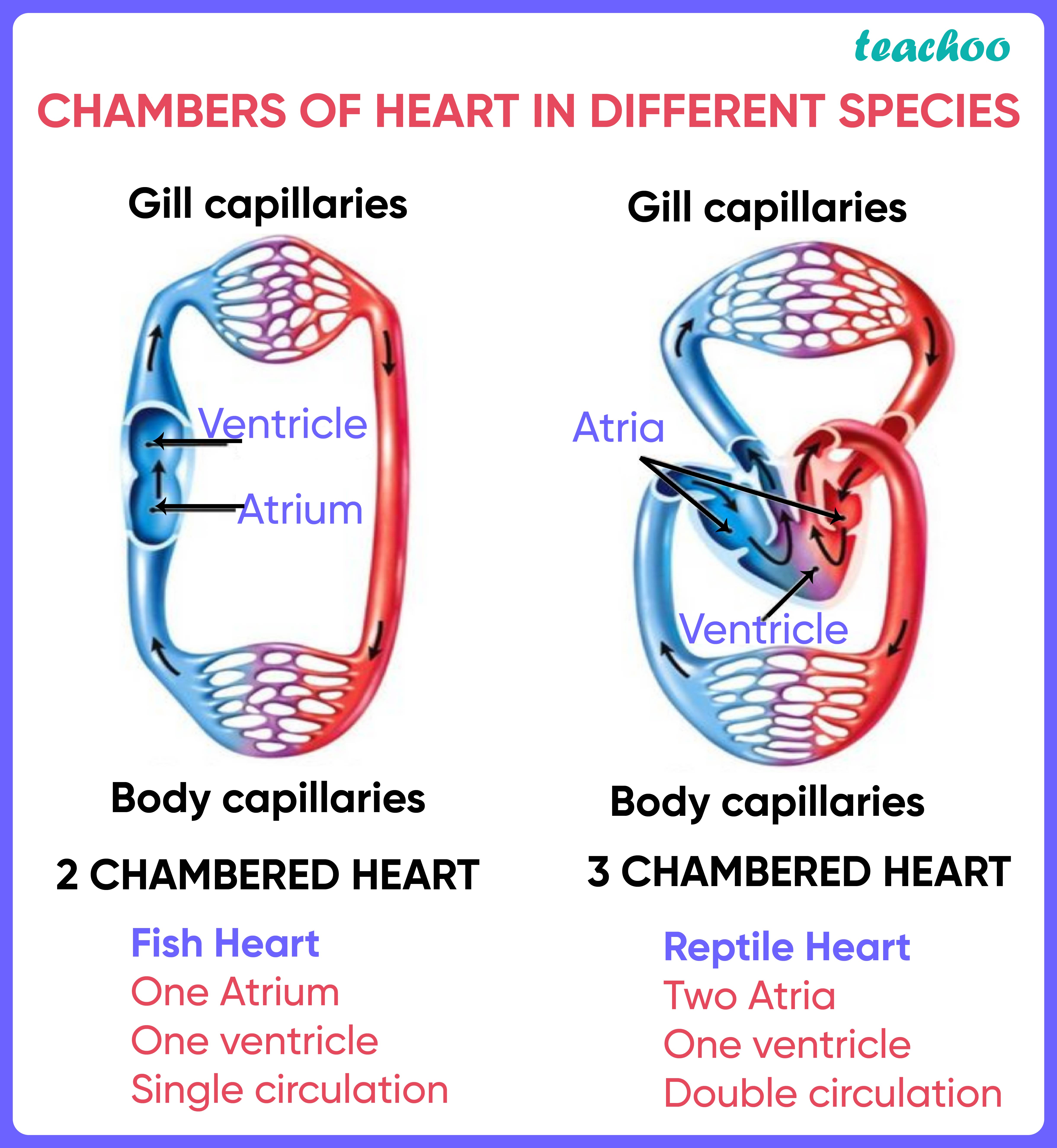 In Which Of The Vertebrate Group groups Does The Heart Not Pump MCQ 