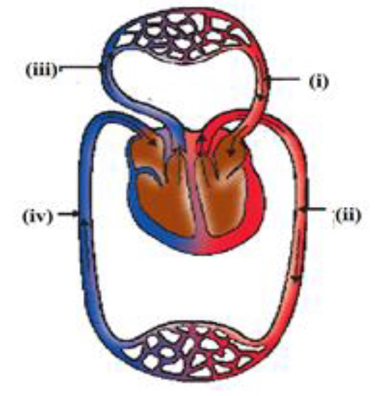 MCQ - The figure shows a schematic plan of blood circulation in humans