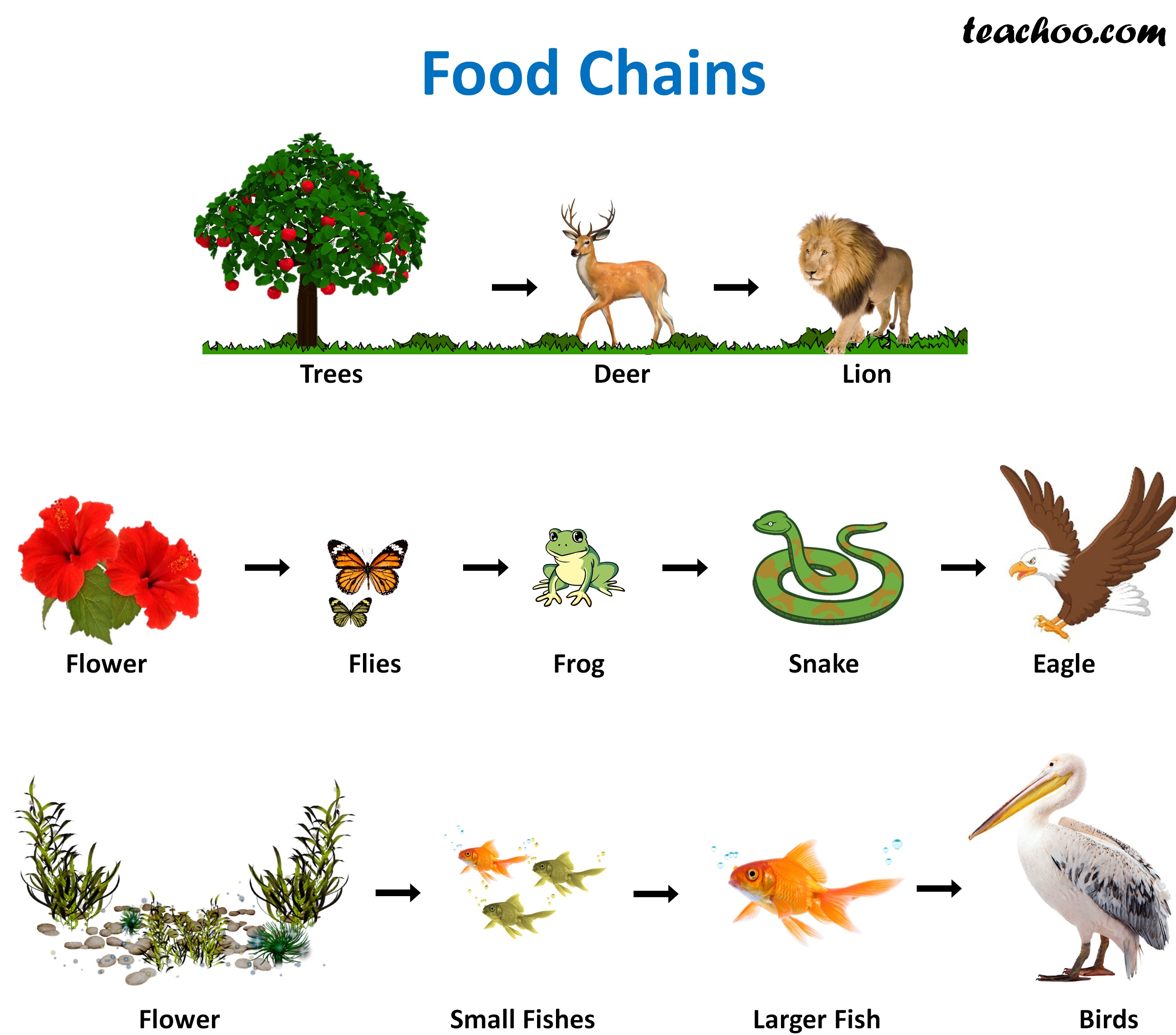 what is a representation of food chains