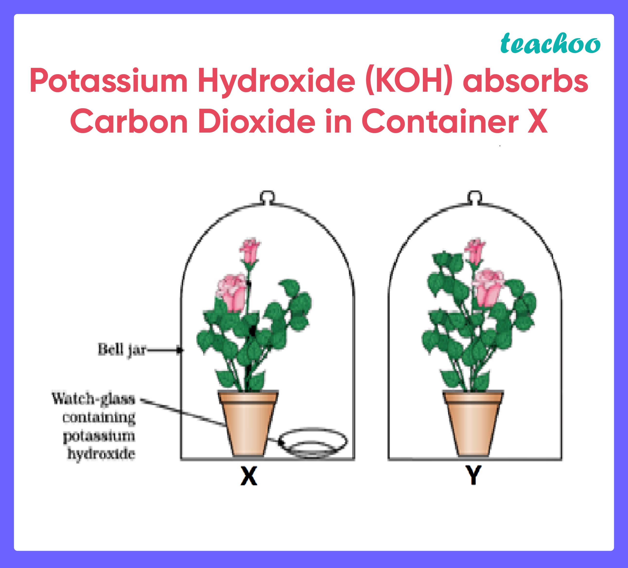 Potassium Hydroxide (KOH) absorbs Carbon Dioxide in Container X - Teachoo.jpg