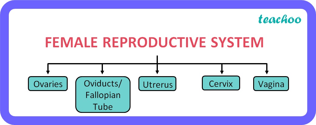 Class 10 Biology Female Reproductive System Diagram Parts And Its