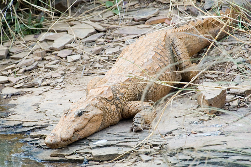 Mugger crocodile - in Western Ghats.jpg