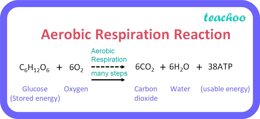 Aerobic Respiration Reaction - Teachoo.jpg