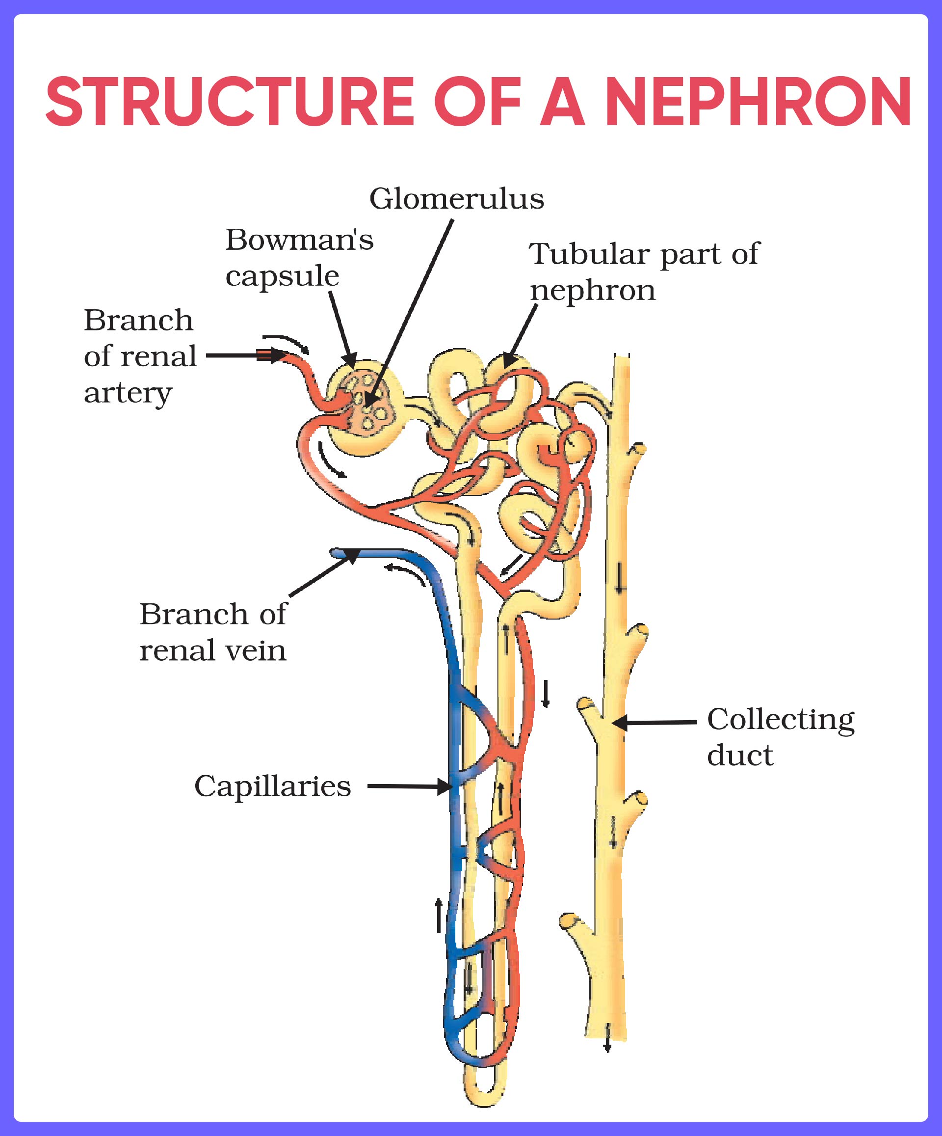 Structure Of A Nephron 01 
