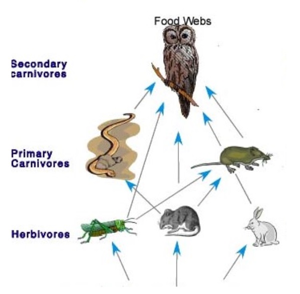 Food chains are very important for the survival of most species. When