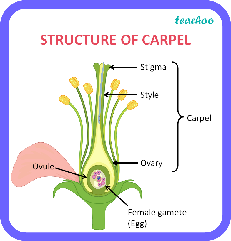 What Is The Carpel Of A Flower