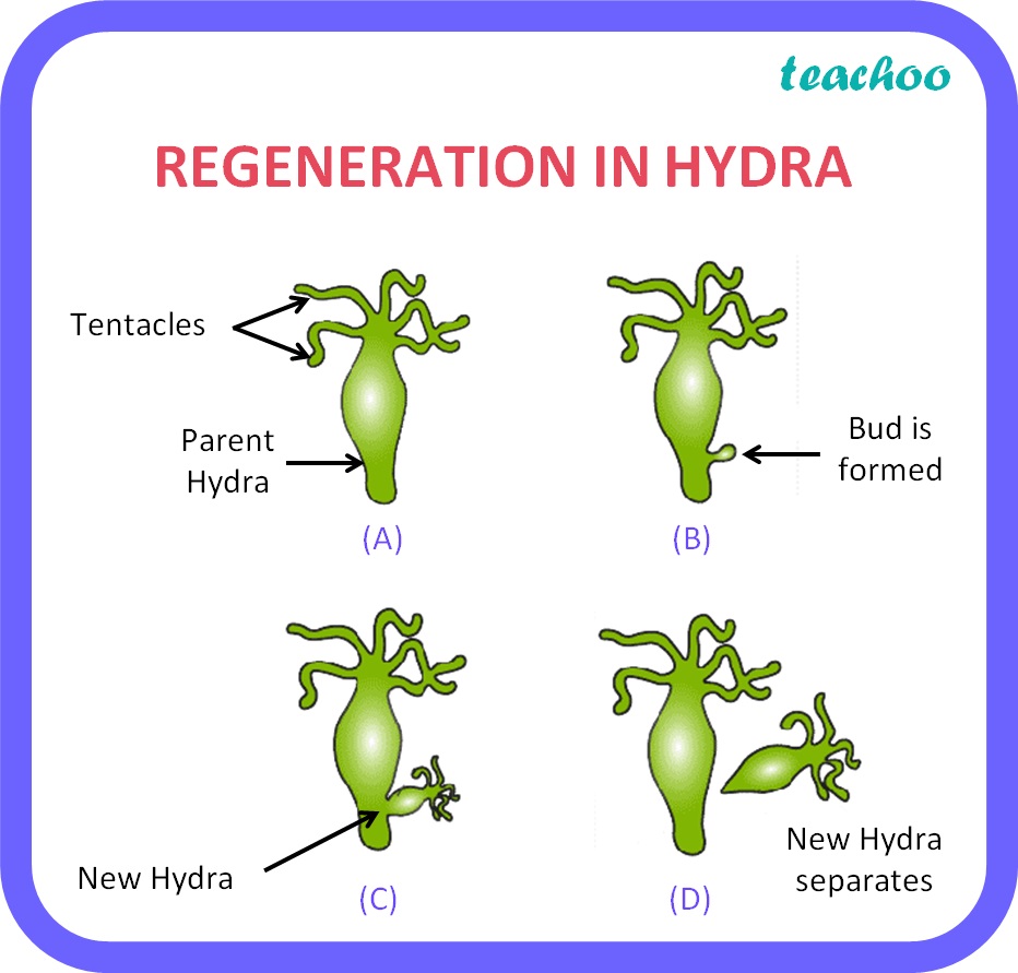 Reproduction by Budding with Examples Teachoo Class 10