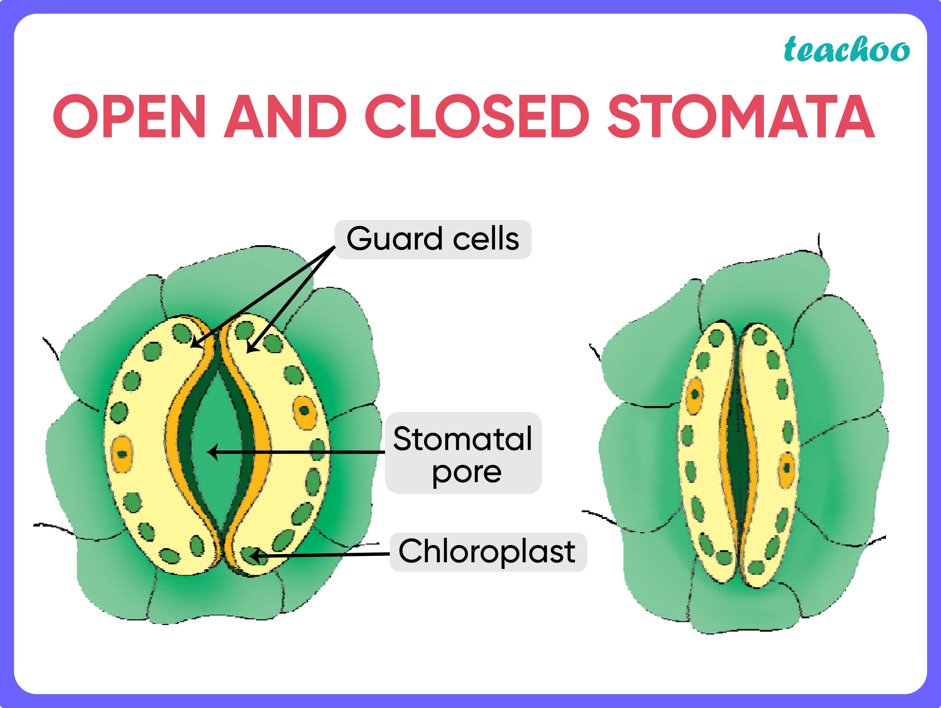 What Is The Function Of Stomatal Pore Class 10 - Printable Templates Protal