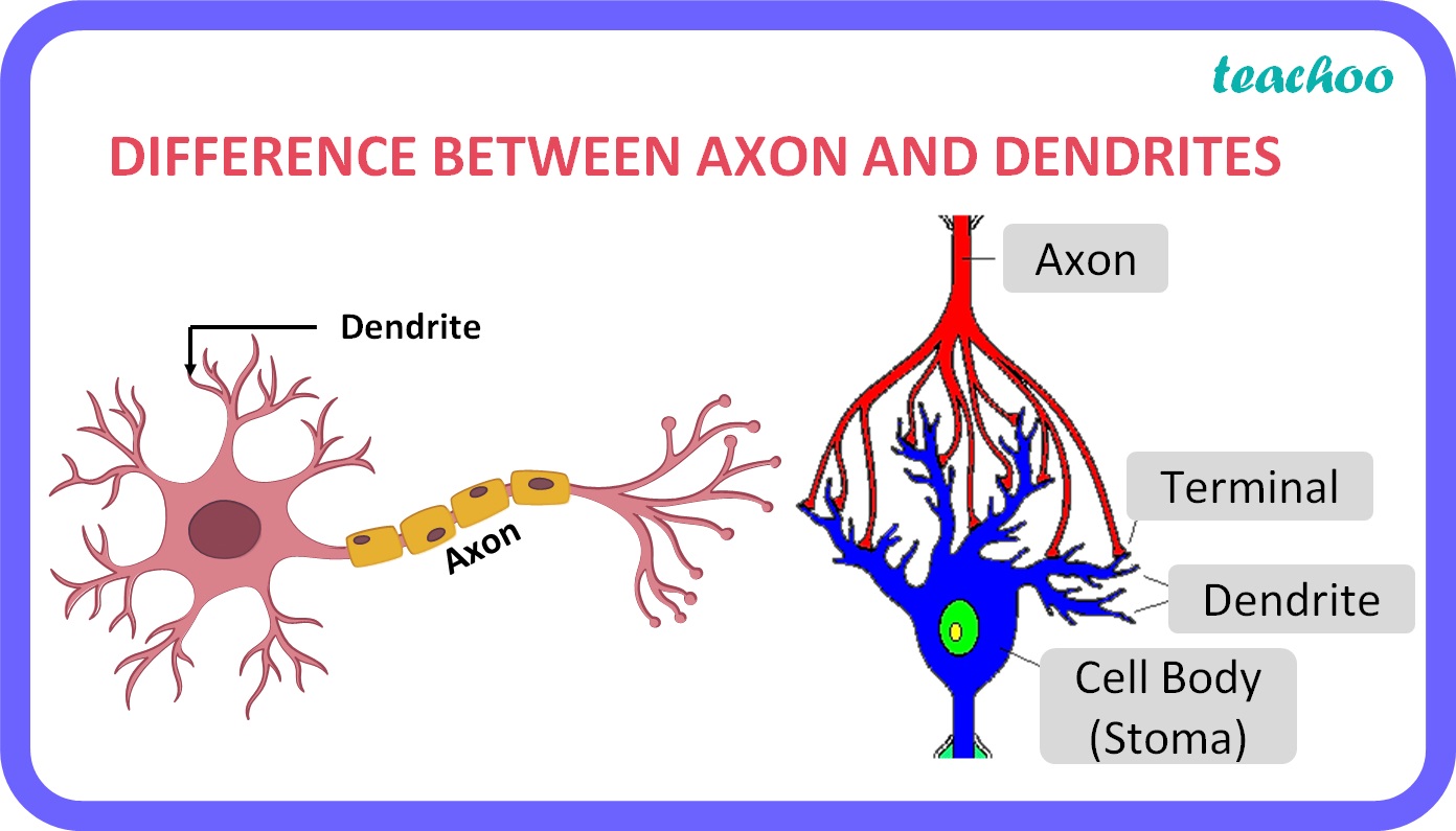 [Class 10] Write the Difference between Axon and dendrites Biology Diagrams
