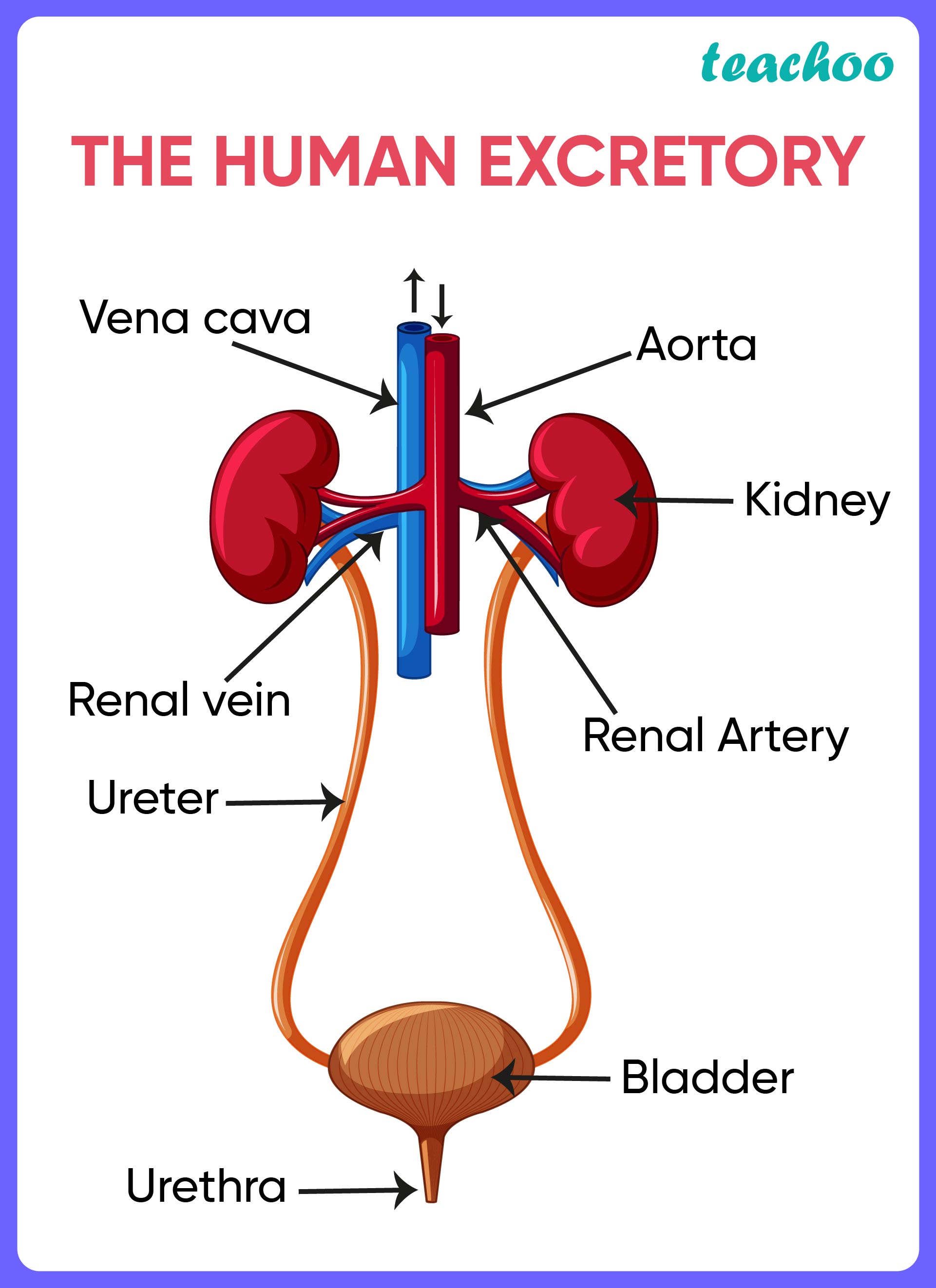 Human Excretory System Diagram Process and More Teachoo