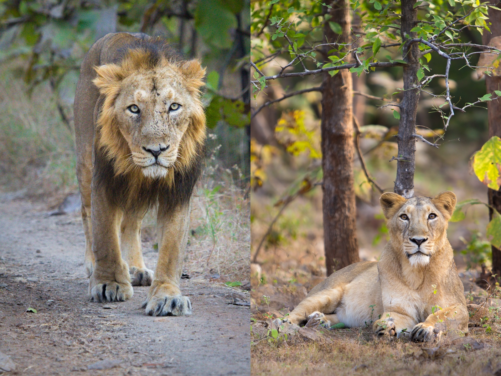 Asiatic Lion and Lioness - in Gir National Park.jpg