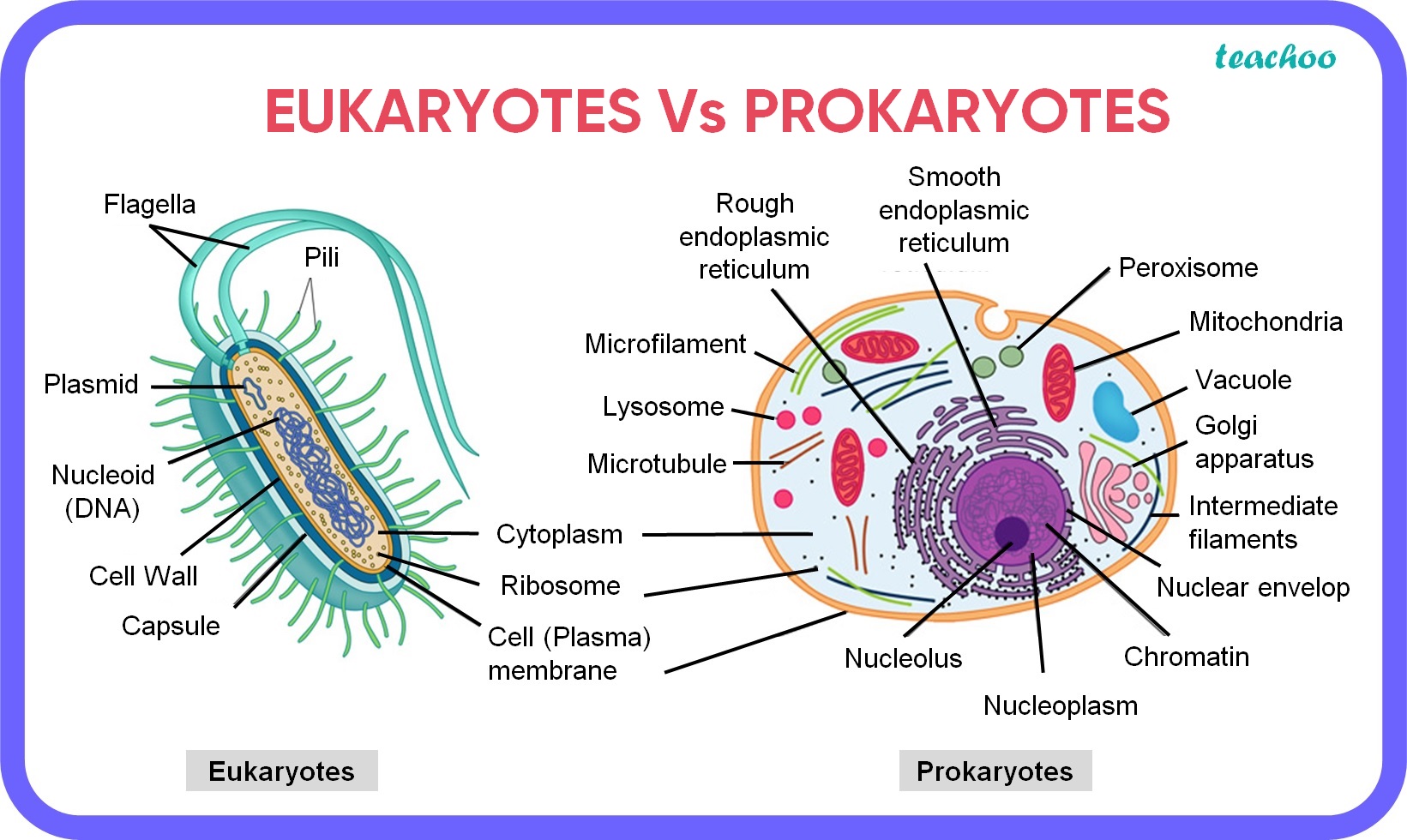 Difference Between Eukaryotes And Prokaryotes with Table Teachoo