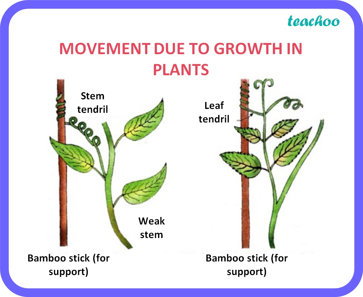 bio-how-do-auxins-promote-the-growth-of-a-tendril-around-a-support