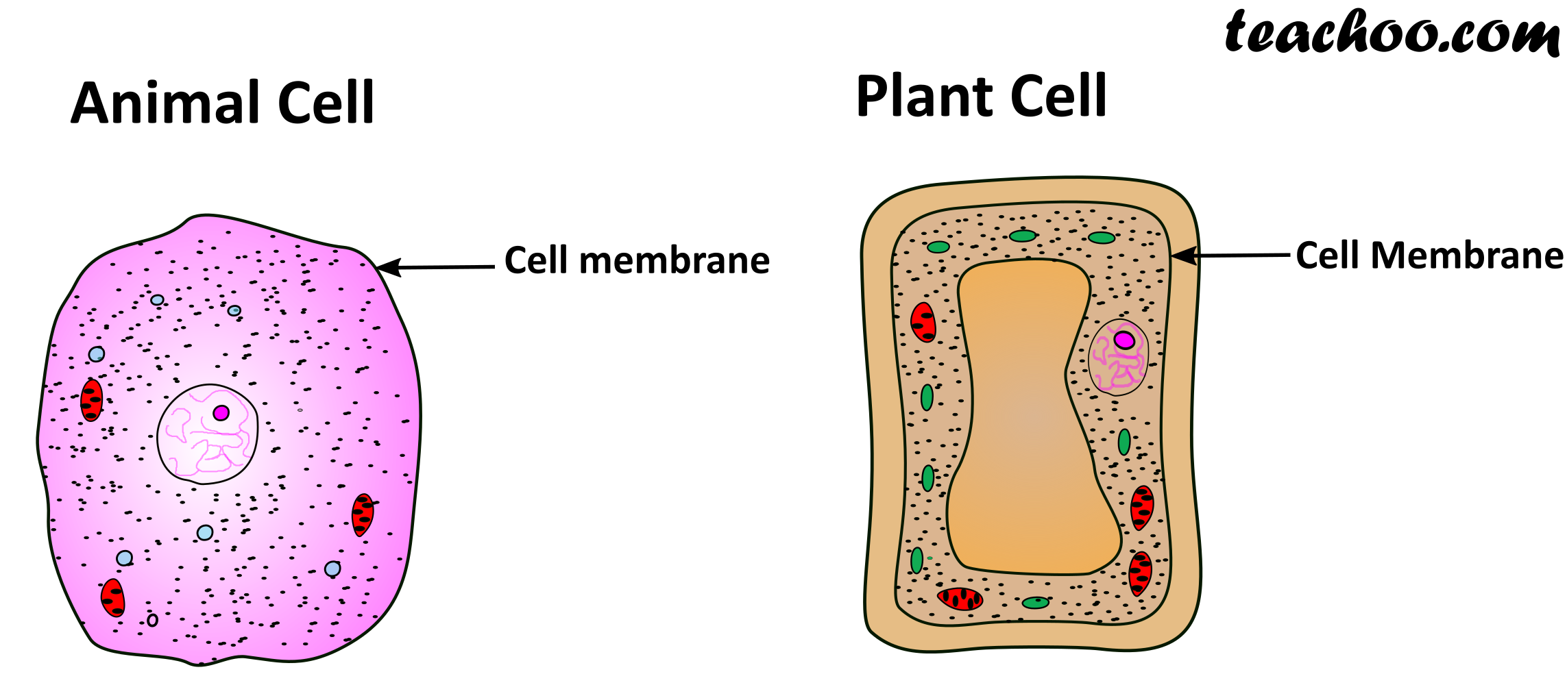 What Do Animal Cells Have Instead Of A Cell Wall