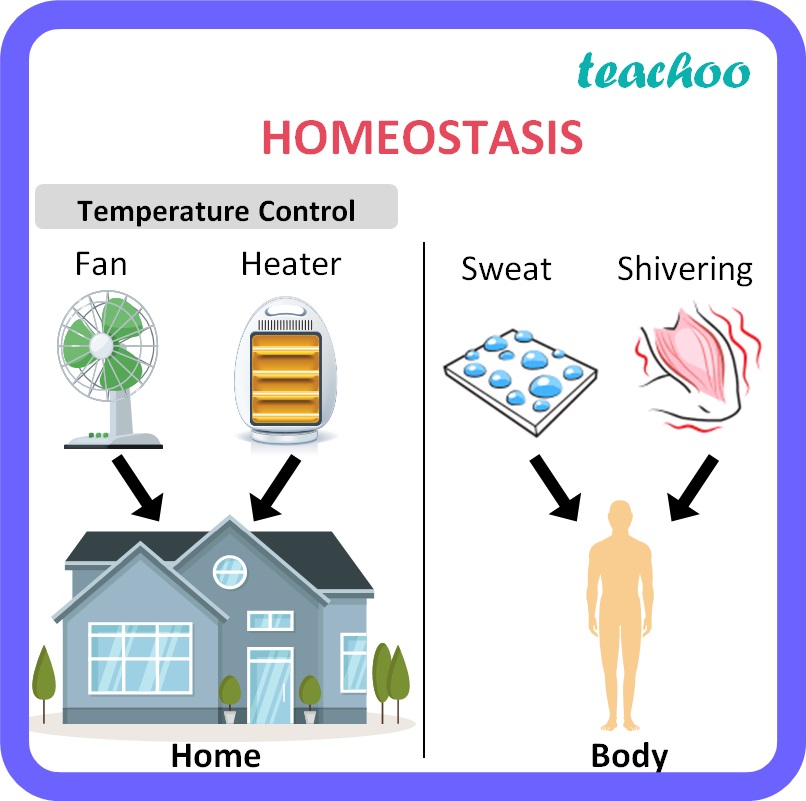 examples of homeostasis in everyday life        <h3 class=