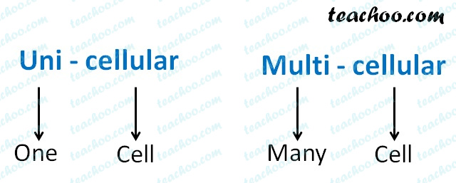 Multicellular and Unicellular Organisms - Differences and Examples Multicellular and Unicellular Organisms - Differences and Examples