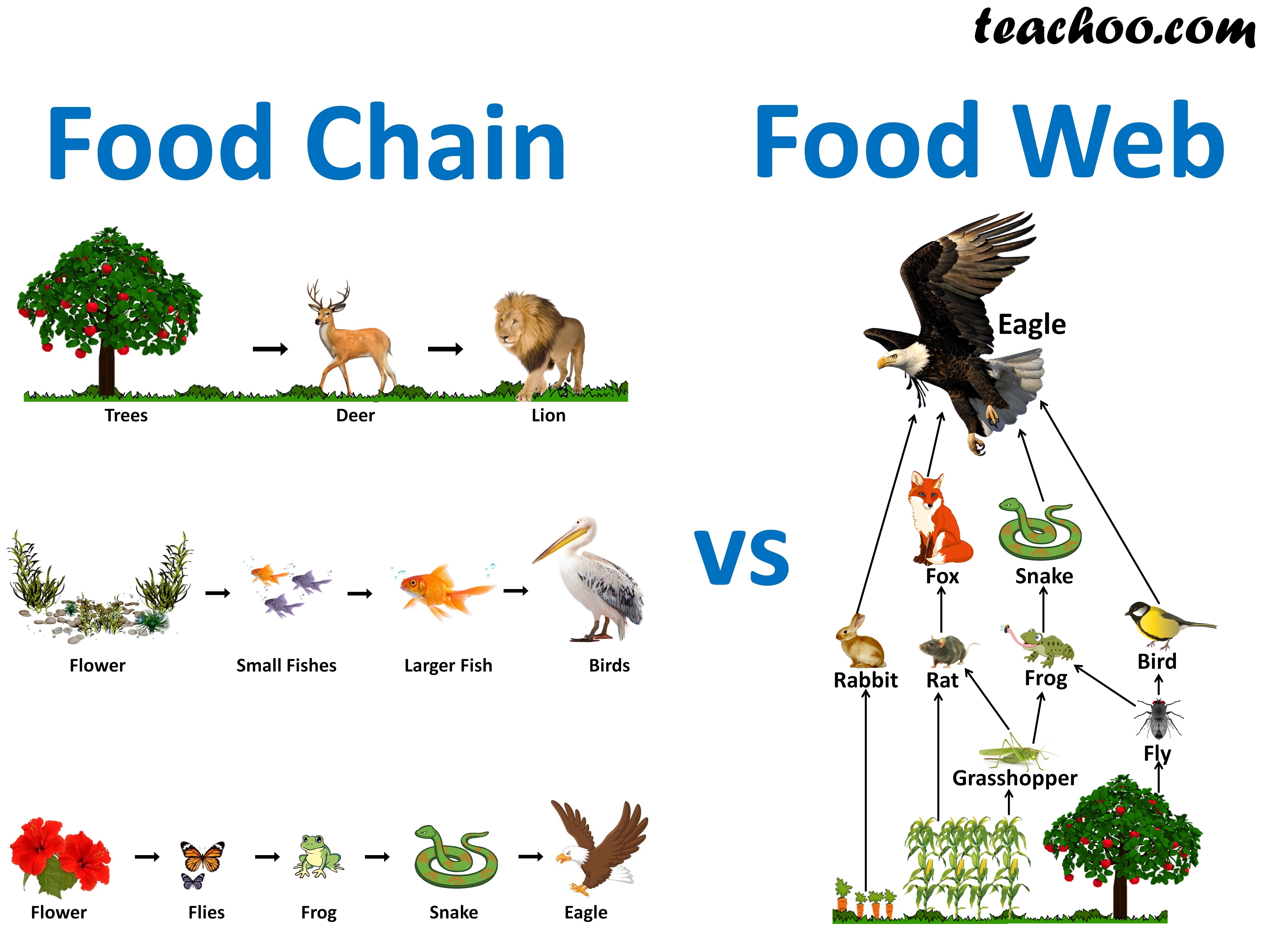 What is the difference between Food Chain and Food Web? - Teachoo