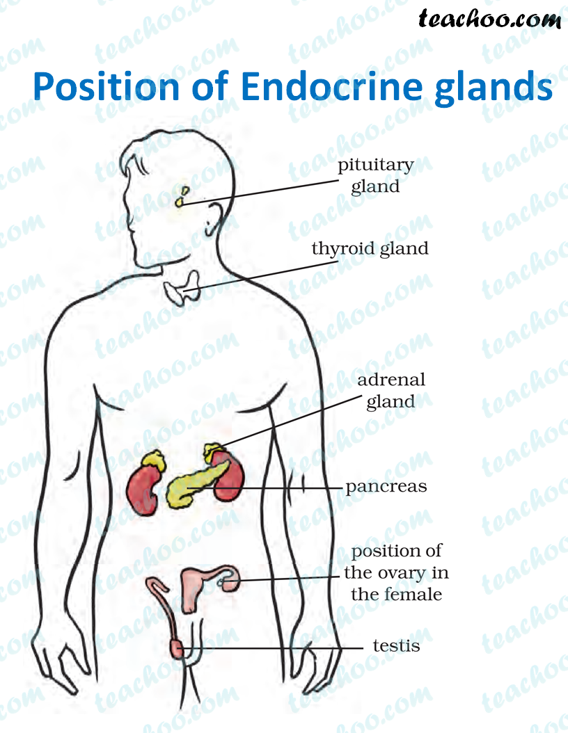 endocrine glands secrete hormones directly into