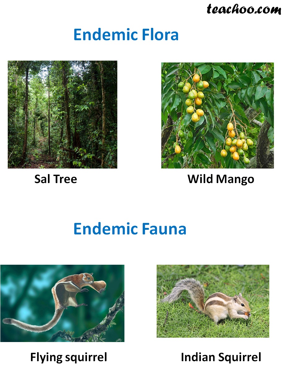 Endemic Species - Definition & Examples found India - Teachoo