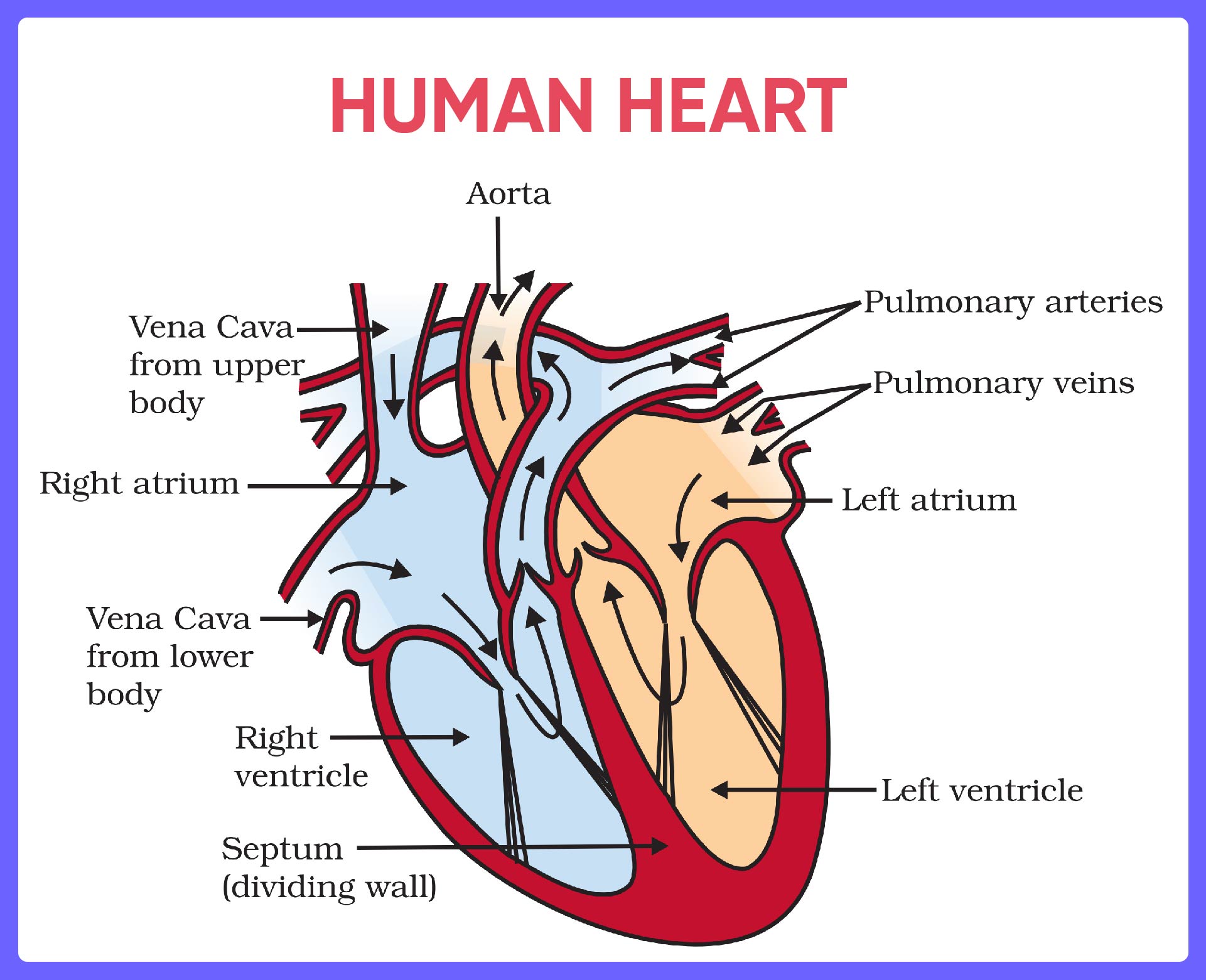 transportation-in-human-beings-organs-diagram-and-functions