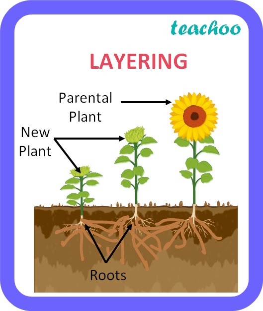 Cutting Vegetative Propagation Class 10 Examples